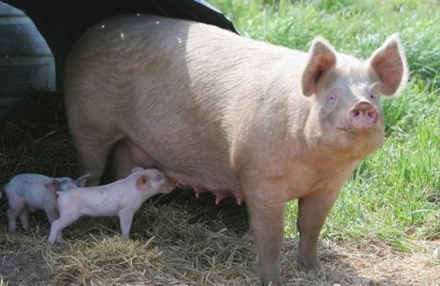 Commission approves €88 million Polish scheme to support pig sows producers in the context of the coronavirus pandemic