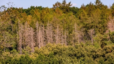 Four in five German trees are ‘sick’
