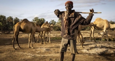 Extreme drought in Kenya causes mass livestock deaths and water scarcity