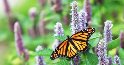 Texas butterfly sanctuary closes due to conspiracy threats